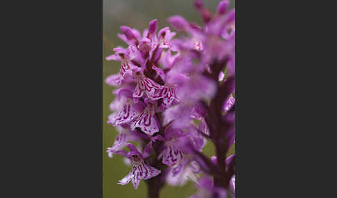 Fuchs Knabenkraut (Dactylorhiza fuchsii)