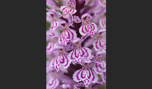 Fuchs Knabenkraut (Dactylorhiza fuchsii)