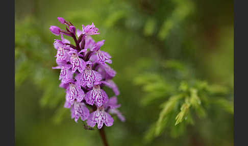 Fuchs Knabenkraut (Dactylorhiza fuchsii)