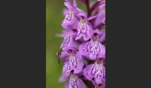 Geflecktes Knabenkraut (Dactylorhiza maculata)