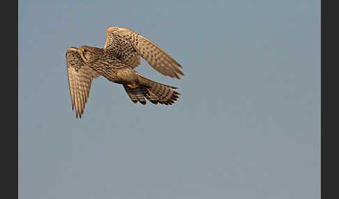 Turmfalke (Falco tinnunculus)