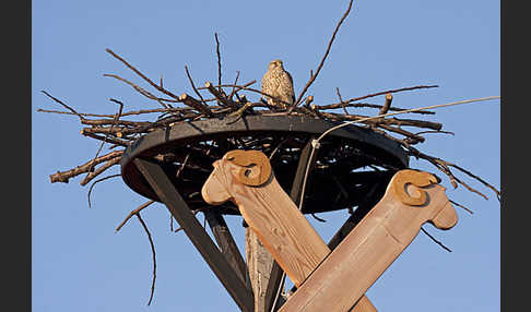 Turmfalke (Falco tinnunculus)