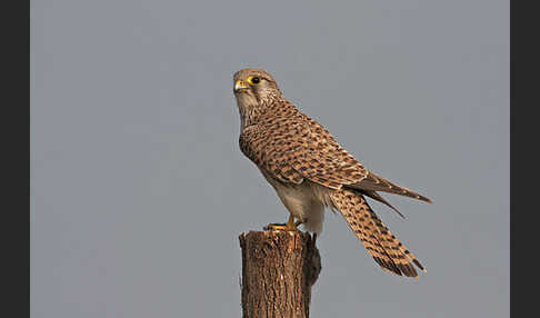 Turmfalke (Falco tinnunculus)