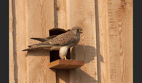 Turmfalke (Falco tinnunculus)