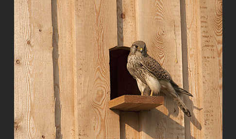 Turmfalke (Falco tinnunculus)