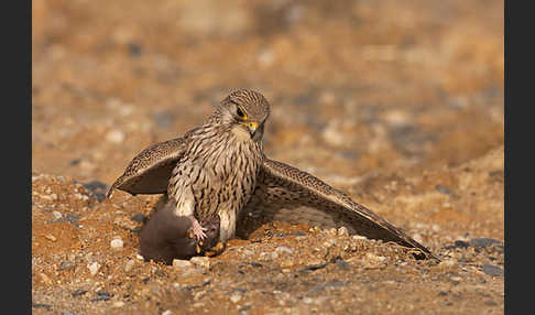 Turmfalke (Falco tinnunculus)