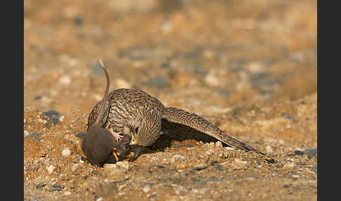 Turmfalke (Falco tinnunculus)