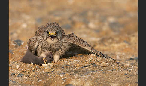 Turmfalke (Falco tinnunculus)