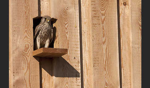 Turmfalke (Falco tinnunculus)