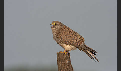 Turmfalke (Falco tinnunculus)