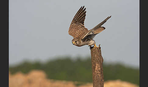 Turmfalke (Falco tinnunculus)