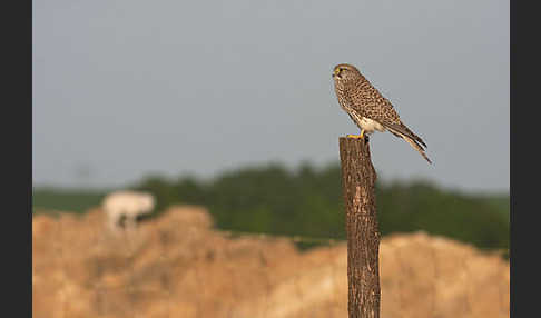 Turmfalke (Falco tinnunculus)