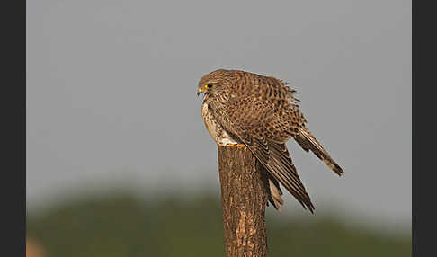 Turmfalke (Falco tinnunculus)