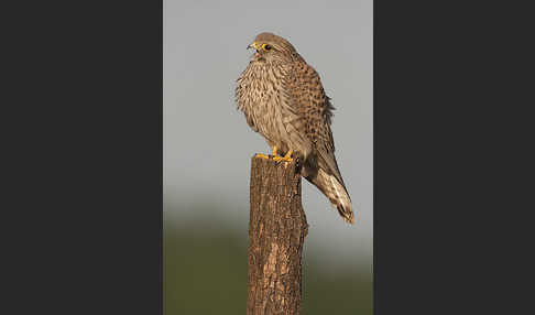 Turmfalke (Falco tinnunculus)