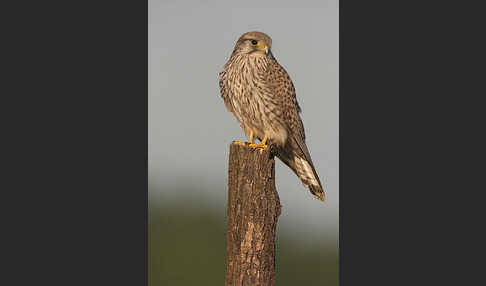 Turmfalke (Falco tinnunculus)