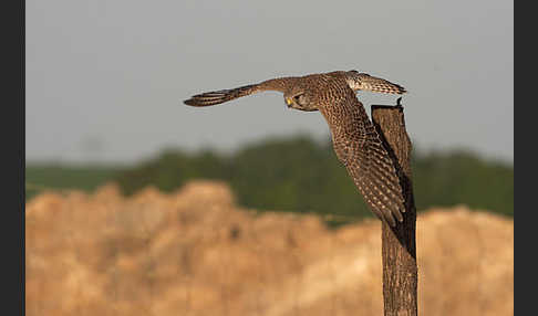 Turmfalke (Falco tinnunculus)