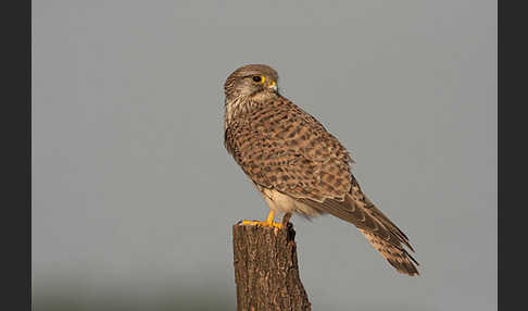 Turmfalke (Falco tinnunculus)