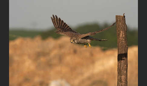 Turmfalke (Falco tinnunculus)