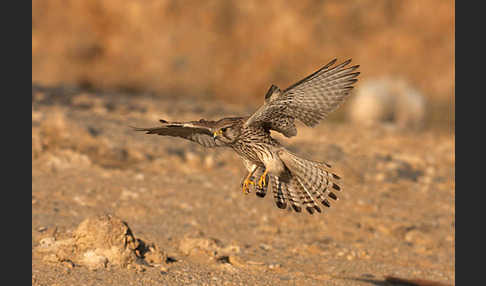 Turmfalke (Falco tinnunculus)