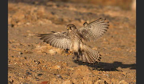 Turmfalke (Falco tinnunculus)