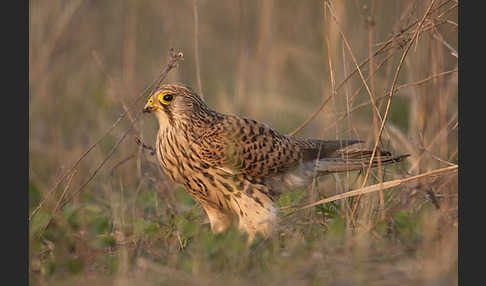 Turmfalke (Falco tinnunculus)