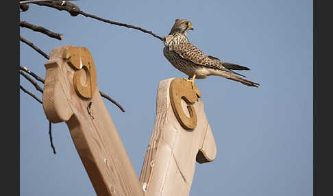 Turmfalke (Falco tinnunculus)