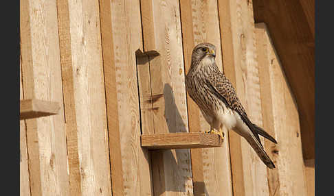 Turmfalke (Falco tinnunculus)