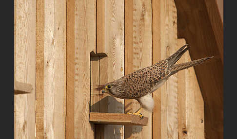 Turmfalke (Falco tinnunculus)