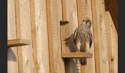 Turmfalke (Falco tinnunculus)