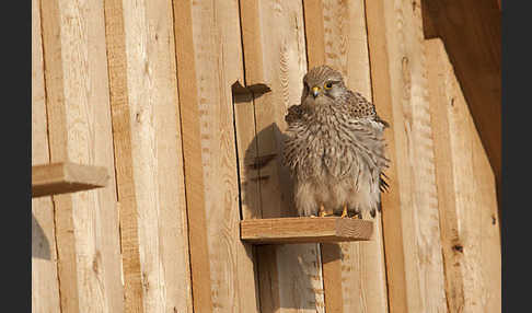 Turmfalke (Falco tinnunculus)