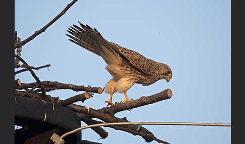 Turmfalke (Falco tinnunculus)