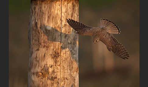 Turmfalke (Falco tinnunculus)