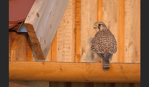 Turmfalke (Falco tinnunculus)