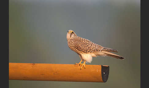 Turmfalke (Falco tinnunculus)