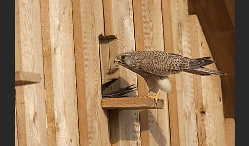 Turmfalke (Falco tinnunculus)