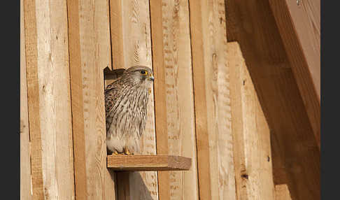 Turmfalke (Falco tinnunculus)