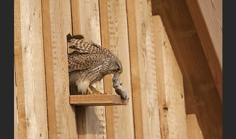 Turmfalke (Falco tinnunculus)