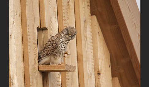 Turmfalke (Falco tinnunculus)