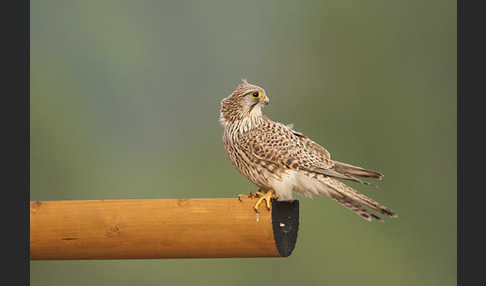 Turmfalke (Falco tinnunculus)