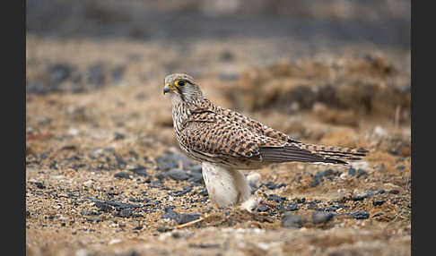 Turmfalke (Falco tinnunculus)