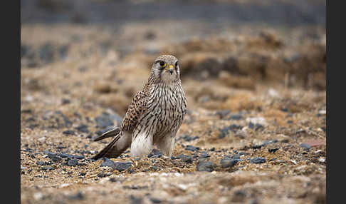 Turmfalke (Falco tinnunculus)