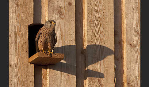 Turmfalke (Falco tinnunculus)