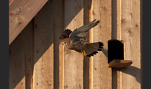 Turmfalke (Falco tinnunculus)