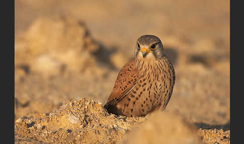 Turmfalke (Falco tinnunculus)