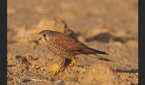 Turmfalke (Falco tinnunculus)