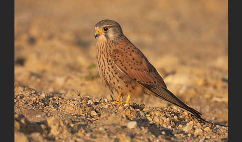 Turmfalke (Falco tinnunculus)