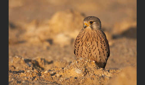 Turmfalke (Falco tinnunculus)