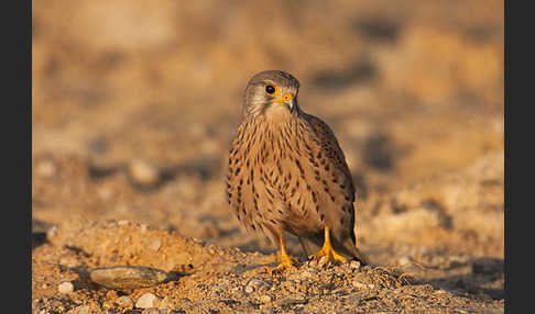 Turmfalke (Falco tinnunculus)
