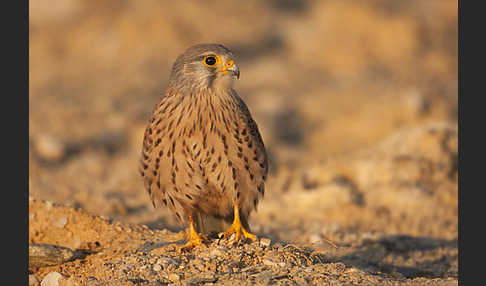 Turmfalke (Falco tinnunculus)