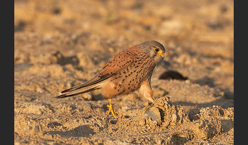 Turmfalke (Falco tinnunculus)